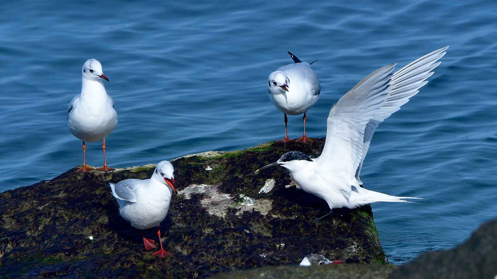 Sandwich Tern